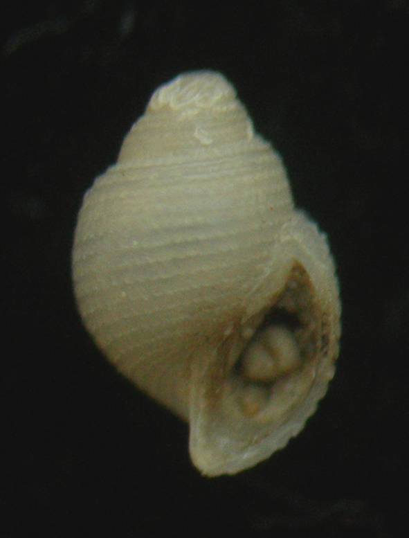 Colostracon tyrrhenicum